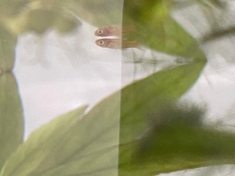 Alevin Platy 1/2 mois