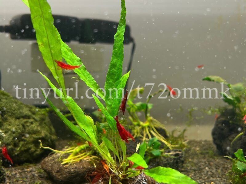 1 plante aquarium crevettes Microsorum Pteropus #2 sur lave de roche noir 5cm