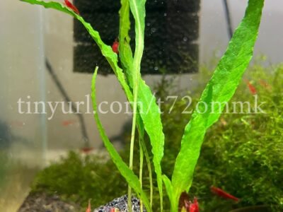 1 plante aquarium crevettes Microsorum Pteropus #1 sur lave de roche noir 5cm