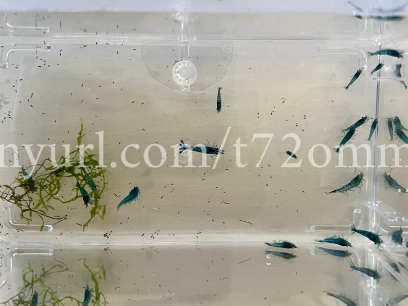 15+2 crevettes Neocaridina Davidi Blue Dream aquarium poissons