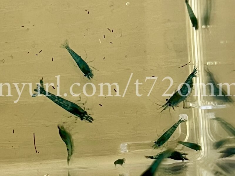 15+2 crevettes Neocaridina Davidi Blue Dream aquarium poissons