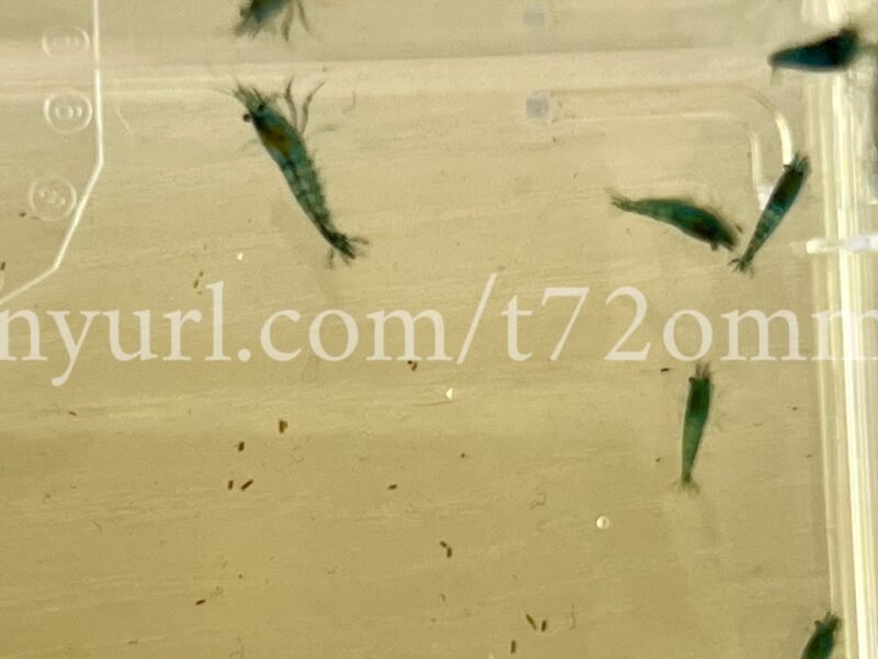 15+2 crevettes Neocaridina Davidi Blue Dream aquarium poissons
