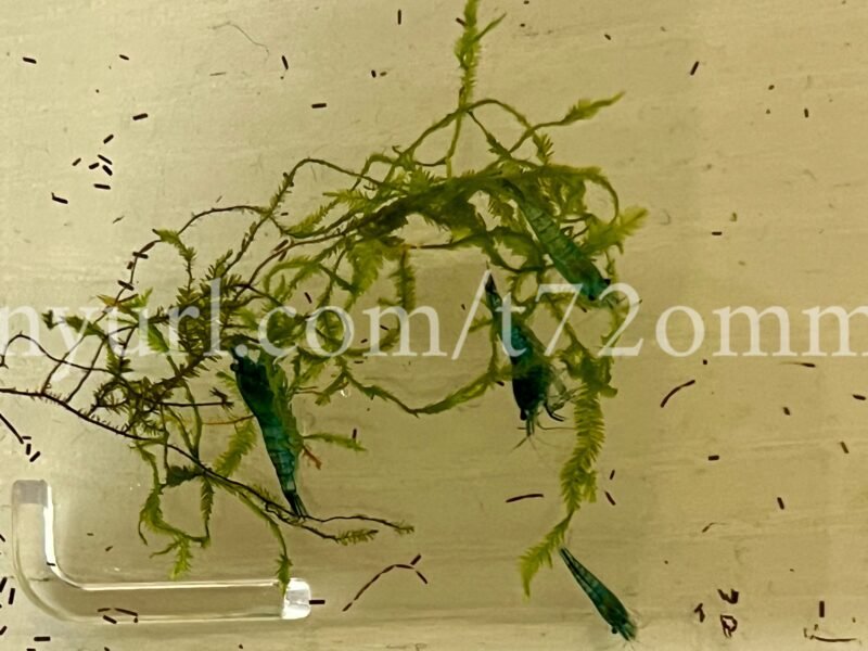 15+2 crevettes Neocaridina Davidi Blue Dream aquarium poissons
