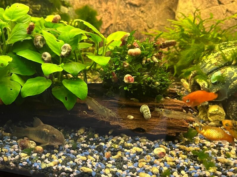 Vends Aquarium 450L tout équipé avec poissons plantes et deco