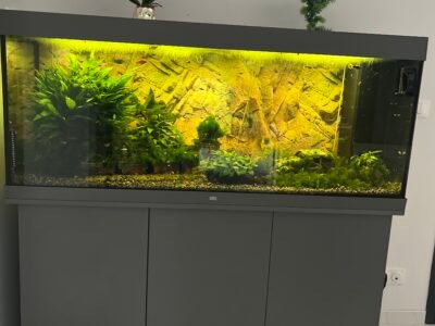 Vends Aquarium 450L tout équipé avec poissons plantes et deco