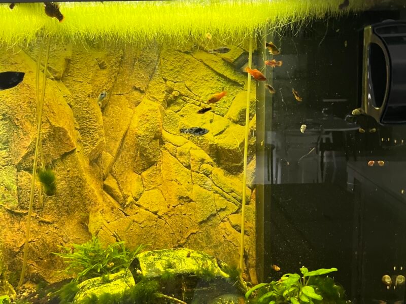 Vends Aquarium 450L tout équipé avec poissons plantes et deco