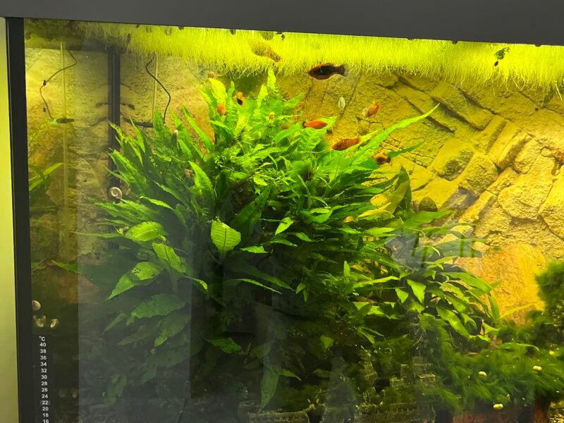 Vends Aquarium 450L tout équipé avec poissons plantes et deco