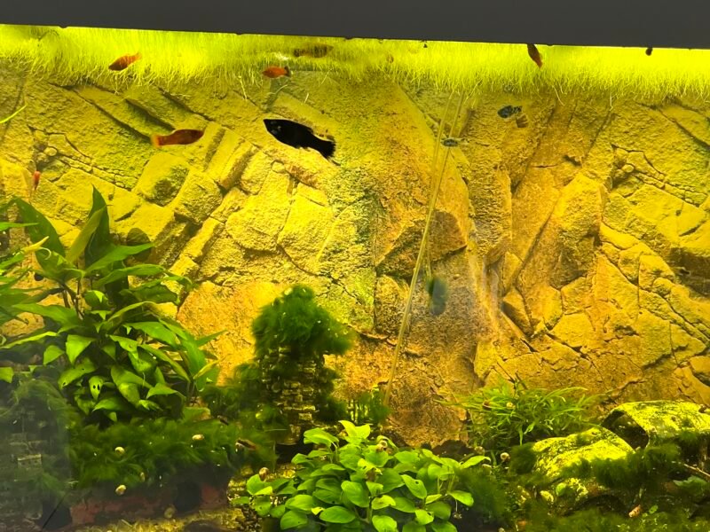Vends Aquarium 450L tout équipé avec poissons plantes et deco
