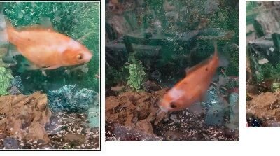 SOS - Poisson rouge à adopter - Et ce N'EST PAS UN POISSON D'AVRIL