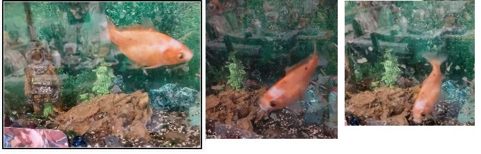 SOS - Poisson rouge à adopter - Et ce N'EST PAS UN POISSON D'AVRIL