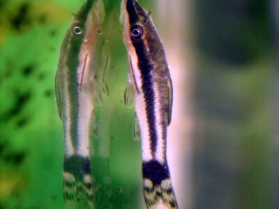 Recherche une demi-douzaine de Otocinclus Affinis