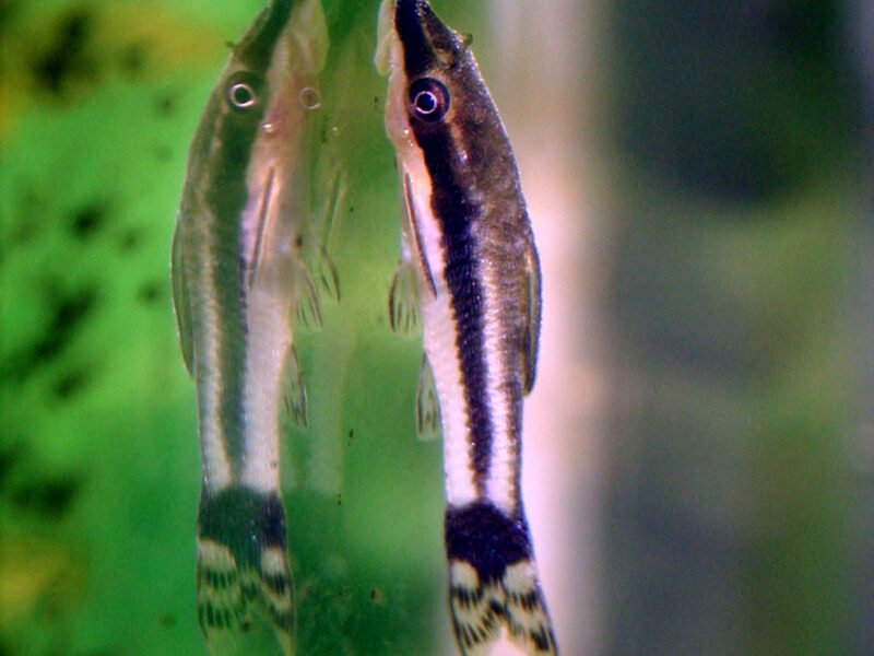 Recherche une demi-douzaine de Otocinclus Affinis