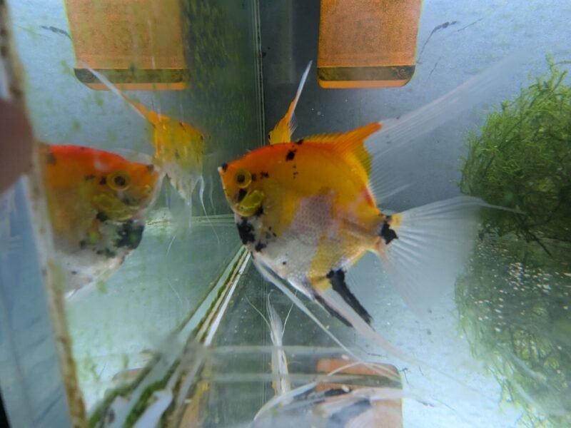 Scalaires Koi 3 cm – Jeunes – Prix lot – Brest