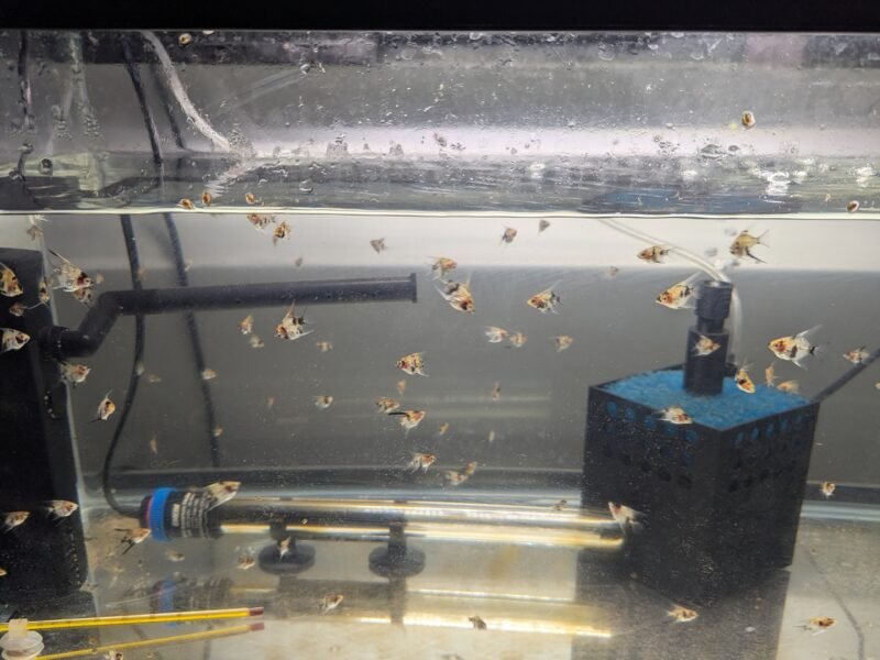 Scalaires Koi 3 cm – Jeunes – Prix lot – Brest