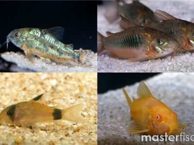 Cherche 10 Corydoras Panda ou autres (faire proposition)