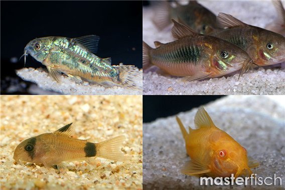 Cherche 10 Corydoras Panda ou autres (faire proposition)