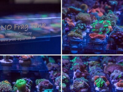 Boutures coraux pour aquarium recifal eau de mer