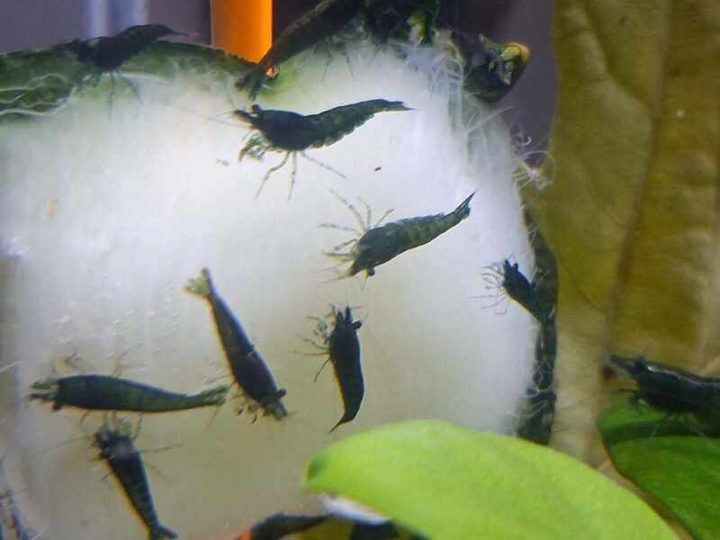CREVETTES HULK ORANGE NEOCARIDINA