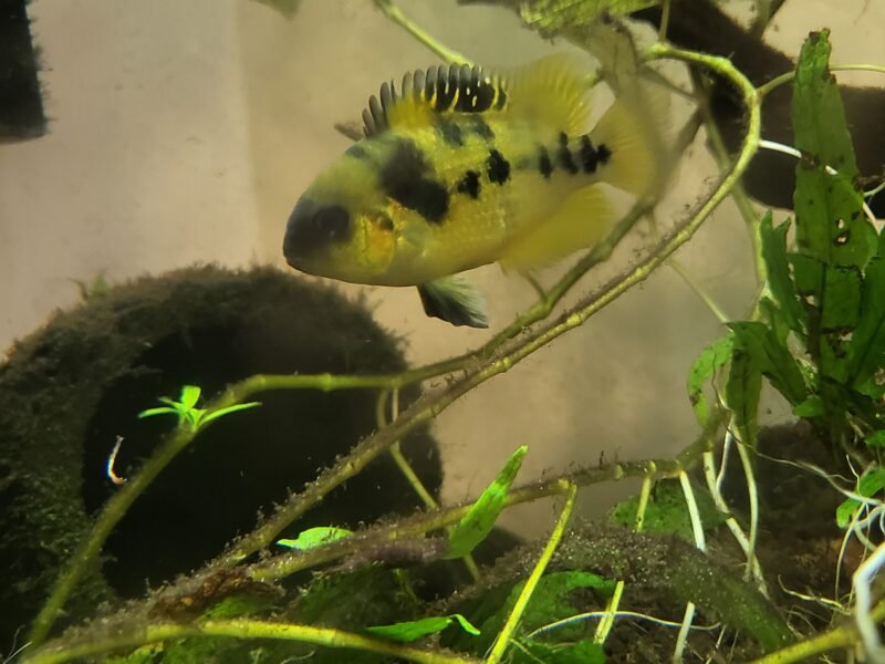 cichlidés d'Amérique central, dit "nain jaune "