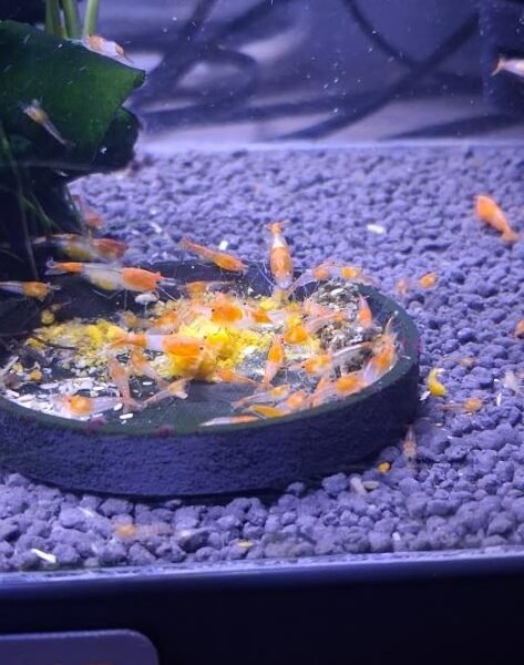 CREVETTES RILI ORANGE NEOCARIDINA