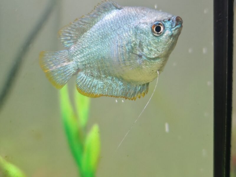 Gourami nain