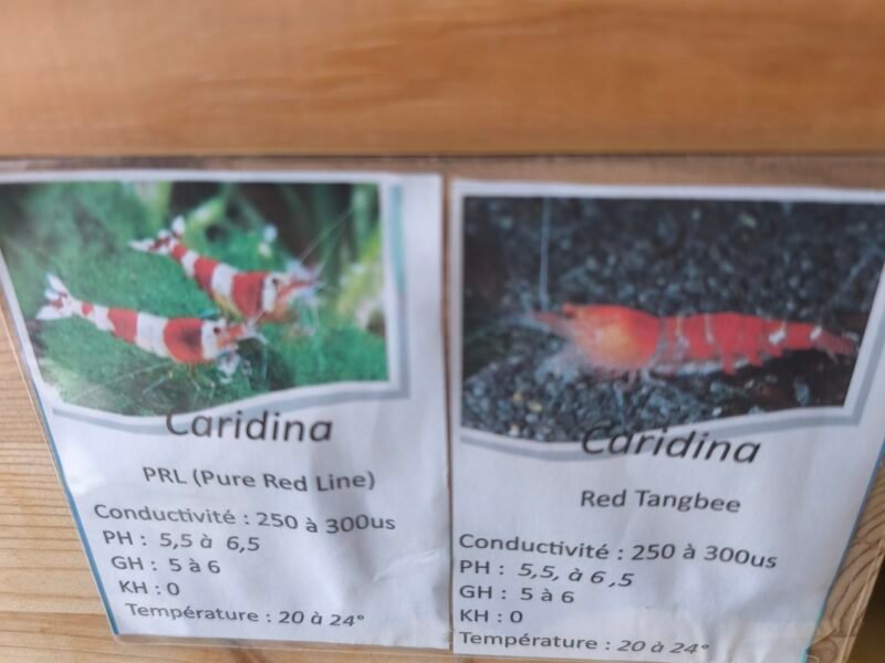 Crevettes PRL et red tang bee