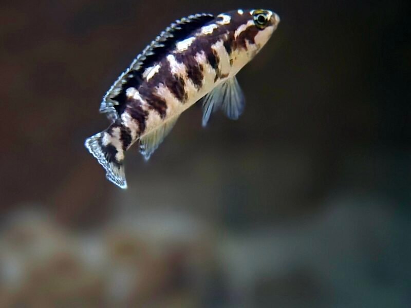Aquarium Juwel + Filtre Oase Biomaster Thermo 250