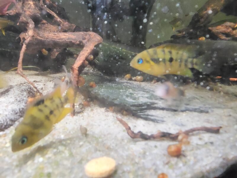 cichlidés d'Amérique central, dit "nain jaune "
