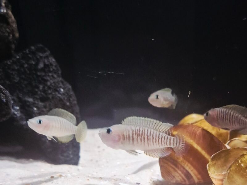 Neolamprologus Multifasciatus + Julidochromis Transcriptus