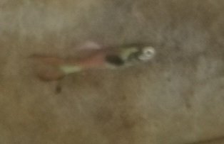 Guppy endler mâle