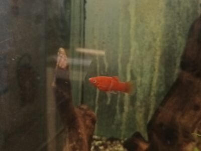 Mâle platy