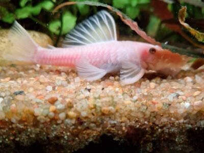 Ancistrus snow white