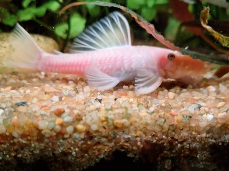 Ancistrus snow white