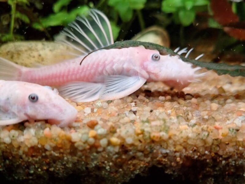 Ancistrus snow white