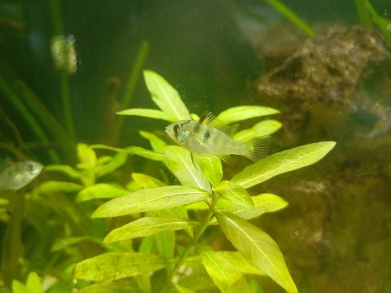 Bébés Mikrogeophagus ramirezi