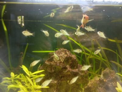 Bébés Mikrogeophagus ramirezi