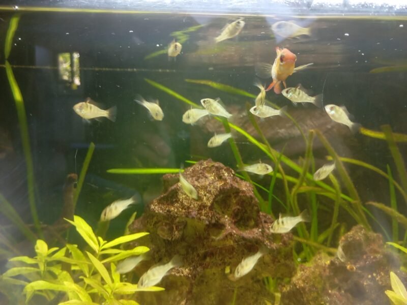 Bébés Mikrogeophagus ramirezi