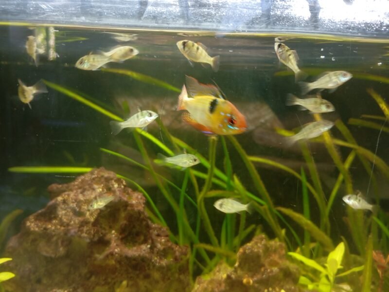 Bébés Mikrogeophagus ramirezi