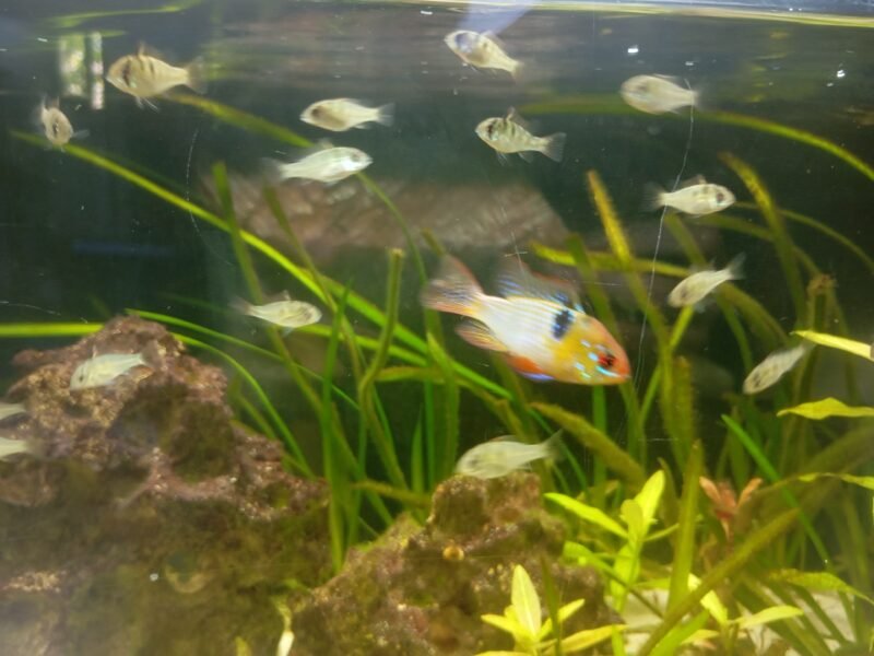 Bébés Mikrogeophagus ramirezi