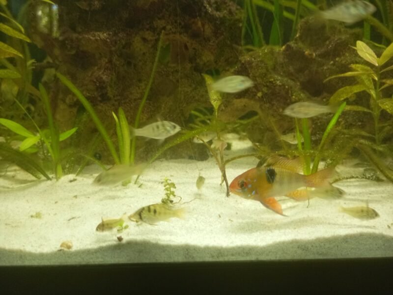 Bébés Mikrogeophagus ramirezi