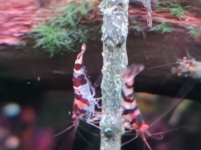 Crevettes racoon tiger (Caridina)