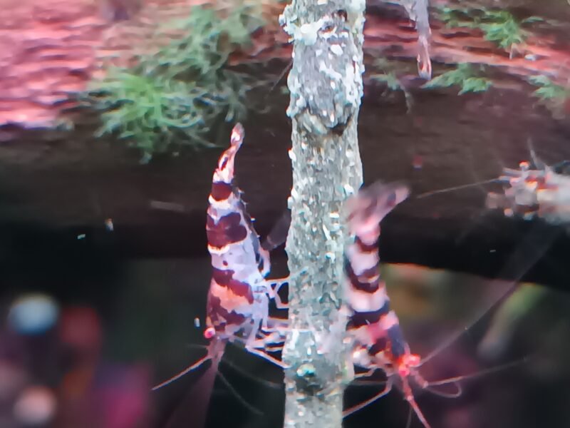 Crevettes racoon tiger (Caridina)