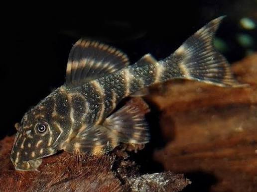 Panaque maccus