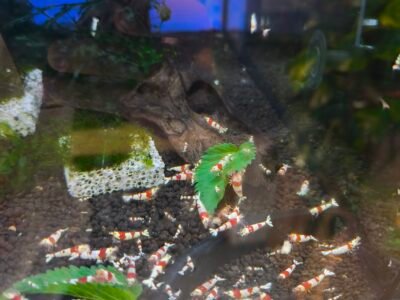 Crevettes PRL et red tang bee