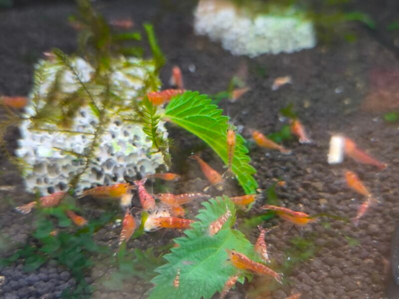 Crevettes PRL et red tang bee