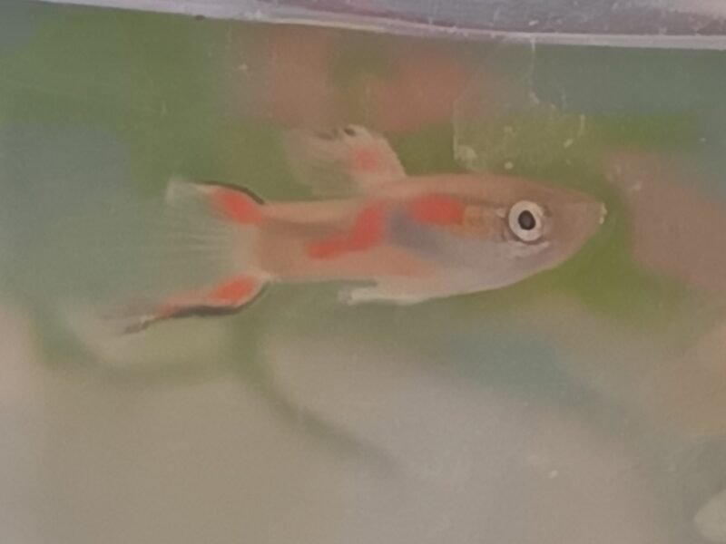 Guppy Endler