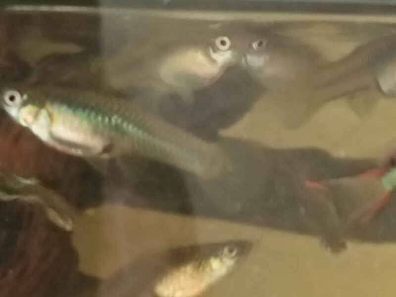 Guppy Endler