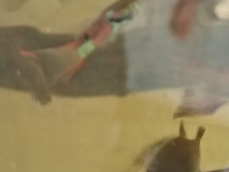 Guppy Endler