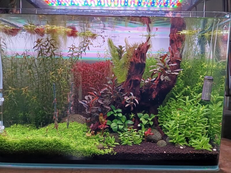Crevettes racoon tiger (Caridina)