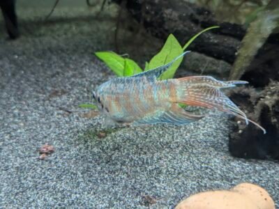 Macropodus opercularis